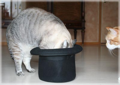 Maxx in a Hat. © Colehaus Cats.