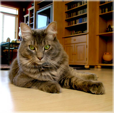 Cameron's Right Pose. © Colehaus Cats.
