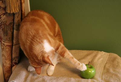 Seth and Green Apple. © Colehaus Cats.