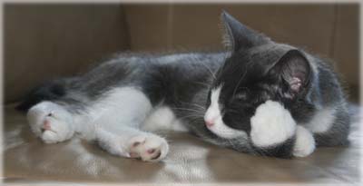 Little Found Kitten Adopted into Colehaus! Welcome Tessa! 2012 © Colehaus Cats.