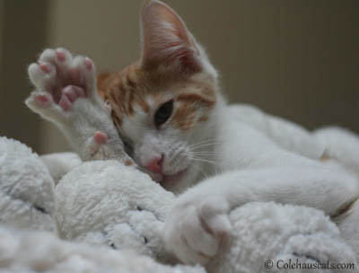 All Cuties, raise a paw!