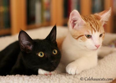Olivia and Quint - 2012 - 2016 © Colehauscats.com