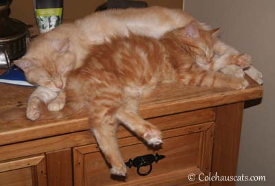 Miss Newton & Pia Bean - 2012. © Colehaus Cats