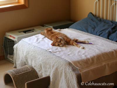 Seth says, "This bed is all mine."  © Colehaus Cats.