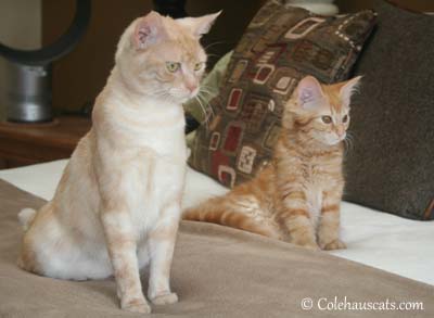 Attentive Girls - 2012. © Colehaus Cats.