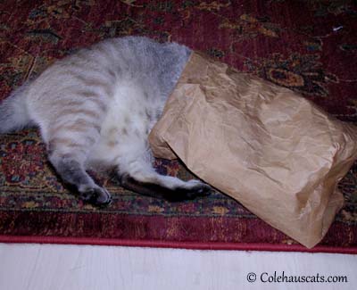 Bagged Maxx.  © Colehaus Cats.