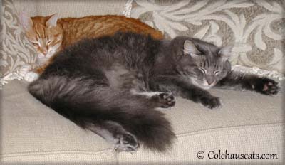 Zooot & Cameron. 2012 © Colehaus Cats