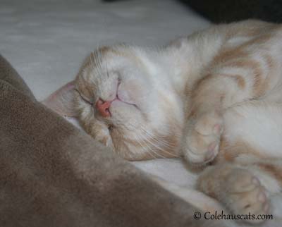Miss Newton relaxing - 2012. © Colehaus Cats