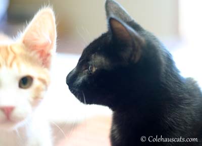 Quint and Olivia Growing Up. 2012 © Colehaus Cats