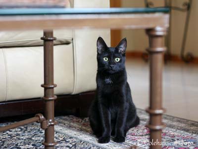 Olivia - 2012. © Colehaus Cats