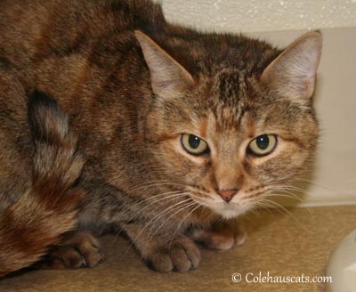 Pearl (Ruby) in 2012, our Home for the Holidays (perhaps beyond) House Guest - 2012. © Colehaus Cats