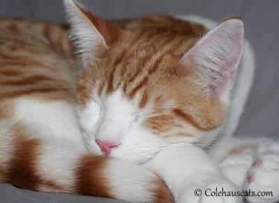 Quint at Rest - 2012. © Colehaus Cats