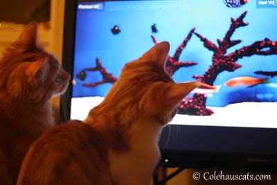 Fish Videos for your Cat. © Colehaus Cats
