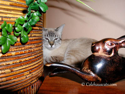 Maxx and the Bronze Bunny - 2004. 2013 © Colehaus Cats