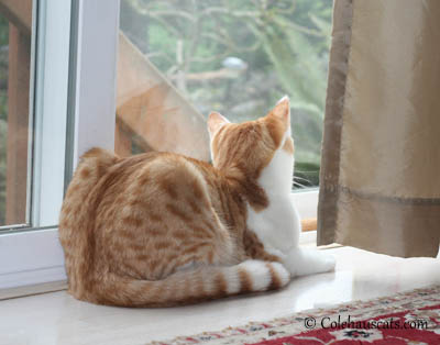 Quint Contemplating Spring Painting - 2013 © Colehaus Cats