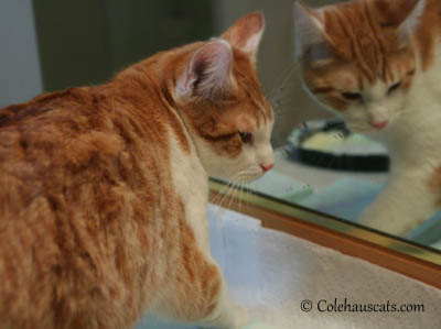 Quint, the painter, at work - 2013 © Colehaus Cats