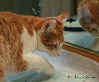 Quint, the painter, at work - 2013 © Colehaus Cats