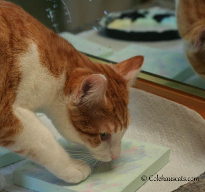 Quint, the painter, inspecting his work - 2013 © Colehaus Cats