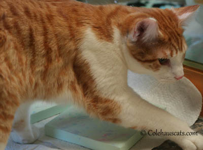 Quint, the painter, finishes with a smear of paint on the counter - 2013 © Colehaus Cats
