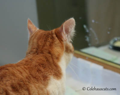 The Ears of Annoyance - 2013 © Colehaus Cats