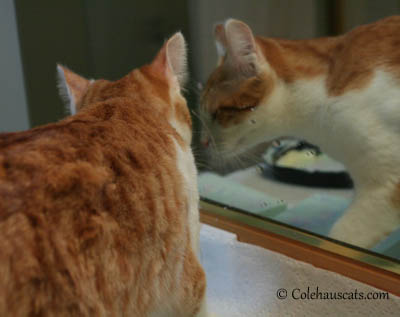 Quint, the painter, at work - 2013 © Colehaus Cats