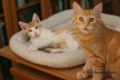 Quint and Pia Speak. 2013 © Colehaus Cats