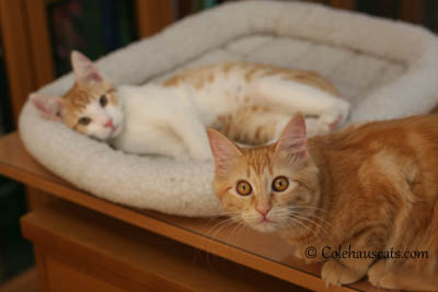 Quint and Pia. 2013 © Colehaus Cats