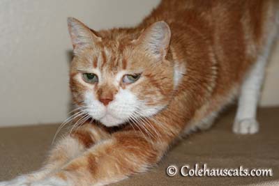 The Classic Seth Stretch - 2013 © Colehaus Cats