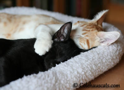 Naps with best friends are best - 2013 © Colehaus Cats