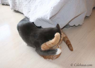 Kissing Wars - Tessa & Pia. © Colehaus Cats.