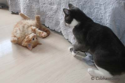 Kissing Wars - Tessa & Pia. © Colehaus Cats.