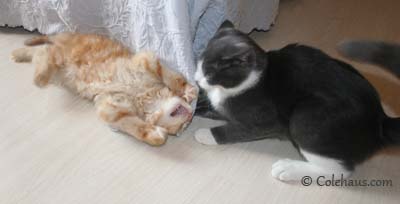 Kissing Wars - Tessa & Pia. © Colehaus Cats.