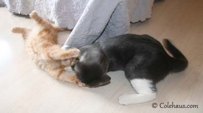 Kissing Wars - Tessa & Pia. © Colehaus Cats.