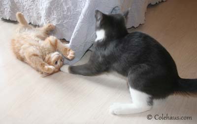 Kissing Wars - Tessa & Pia. © Colehaus Cats.