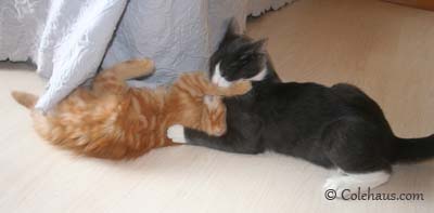 Kissing Wars - Tessa & Pia. © Colehaus Cats.