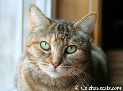 Pretty Ruby - 2013 © Colehaus Cats