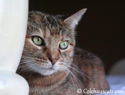 Ruby Roo Sweetfeets - © Colehaus Cats