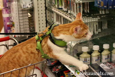 Shopping at Craft Warehouse for art supplies - 2013 © Colehaus Cats