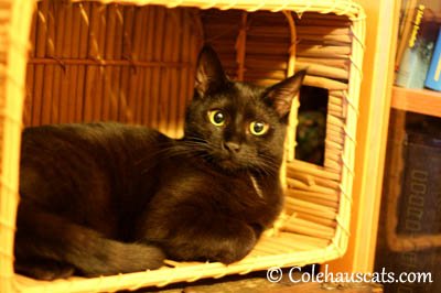 Everyone has a Basket - 2013 - 2016 © Colehauscats.com