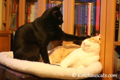 Behave, brother! - 2013 © Colehaus Cats