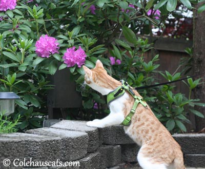 The artist Quint smitten with lavender/pink flowers - 2013 © Colehaus Cats