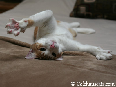 I like my big feets! - 2013 © Colehaus Cats