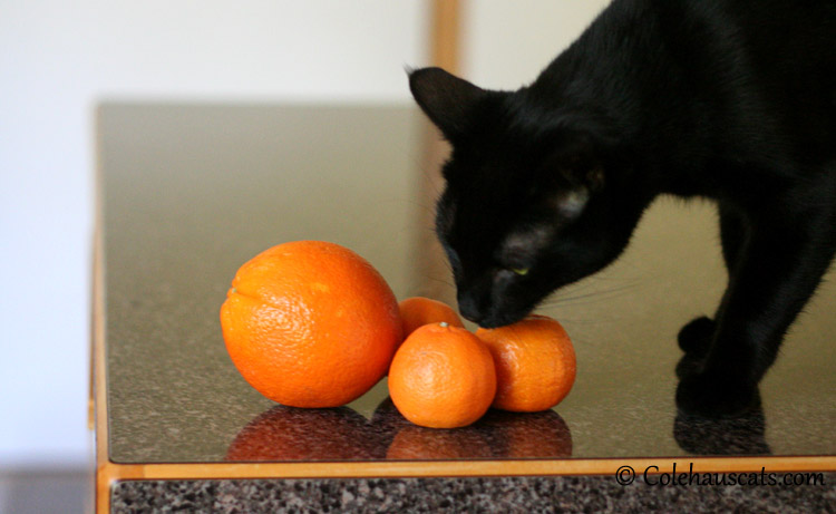 Olivia and her fruit - 2013 - 2016 © Colehauscats.com