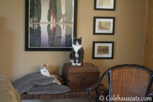 Quint and Tessa - 2013 © Colehaus Cats