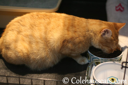 Belly, belly. Don't you people talk about anything else? - 2013 © Colehaus Cats