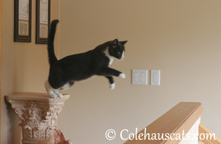 Getting down, Tessa-style - 2013 © Colehaus Cats