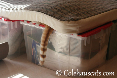 Quint says they'll never find me here - 2013 © Colehaus Cats