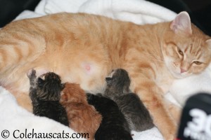 Erinn Zuzu and her kittens at last! - 2013 © Colehaus Cats