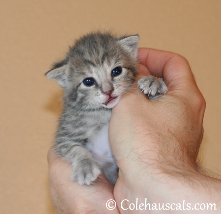 Robbie Niblet, October 19, 2013 - 2013 © Colehaus Cats