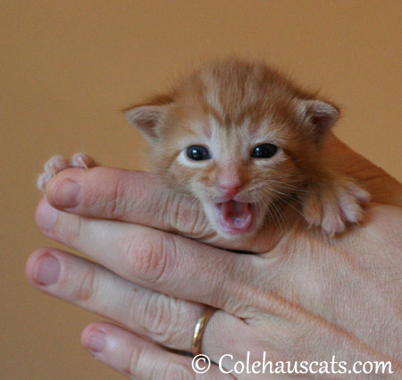 Russell Niblet, October 19, 2013 - 2013 © Colehaus Cats